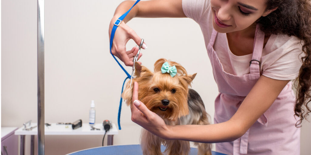 slider formation toiletteur